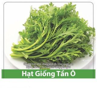 Hạt Giống Rau Tần Ô (Rau Cúc) Chiệu Nhiệt, Năng Suất Cao 20gr