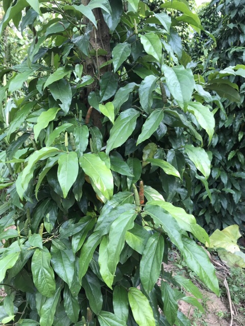 Tiêu lốp sấy khô 500gr giá 110k