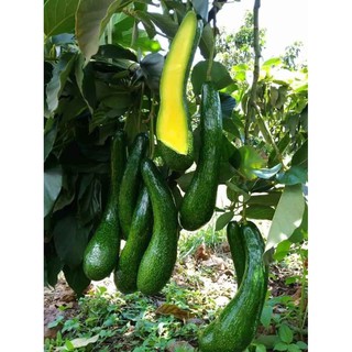 Cây bơ 034 quả dài 1 năm cho quả