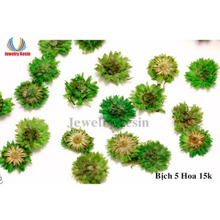 Hoa Cúc Mini ( Hoa Khô)