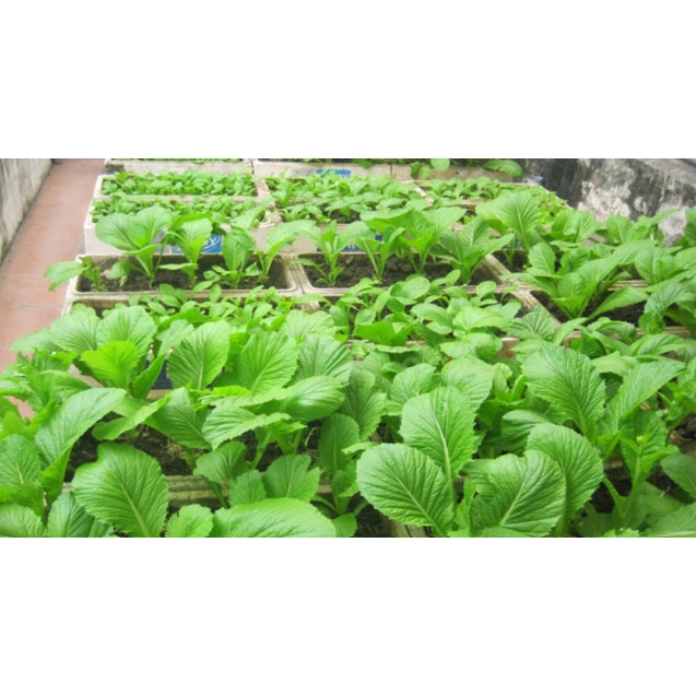 COMBO 3 Hũ NPK Đầu Trâu --Nảy Chồi-Kích Thích Ra Hoa- Dưỡng Hoa Lâu