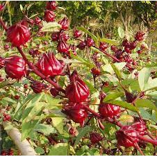 Hoa atiso đỏ sấy khô dùng pha trà-Hibicus tea