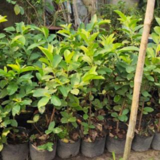 Cây giống ổi  lê đang trái