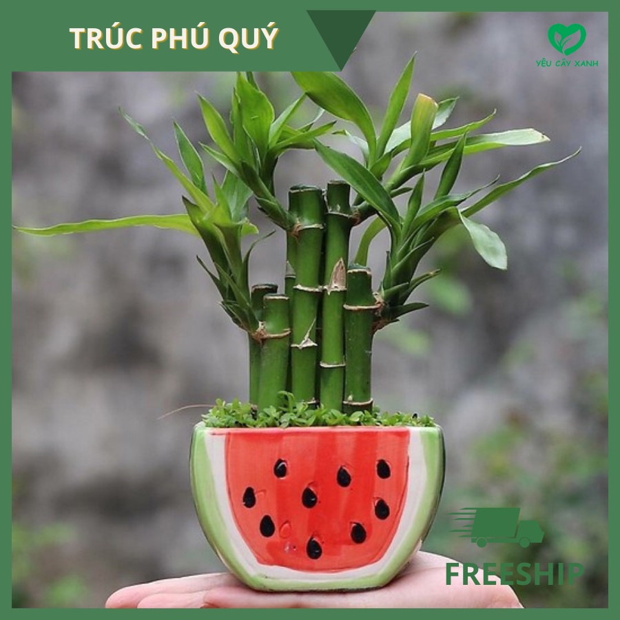 Cây Trúc Phú Quý - Phát Tài - Phát Lộc, cây phong thuỷ( chậu đa dạng)