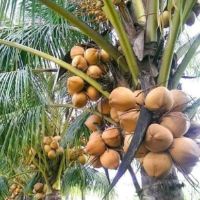 Com bo 5dừa mã lai đỏ
