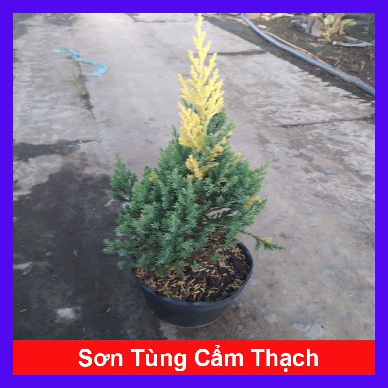Cây Sơn Tùng Cẩm Thạch - cây cảnh để bàn - caykiengsadec