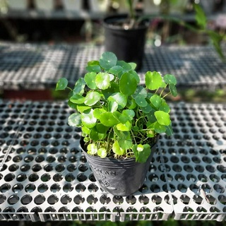 Cỏ đồng tiền (Rau má Thái)