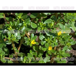 Bộ 2 Gói Hạt Giống Rau Sam- Hạt Giống Sạch-An Toàn( 2g/gói)