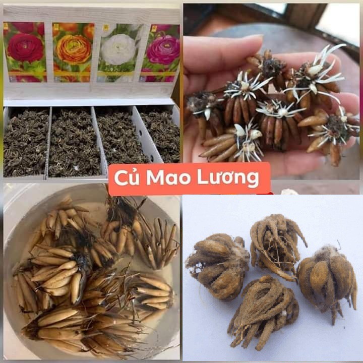 Củ hoa hồng mao lương màu vàng ( tặng kèm viên nén ươm củ )