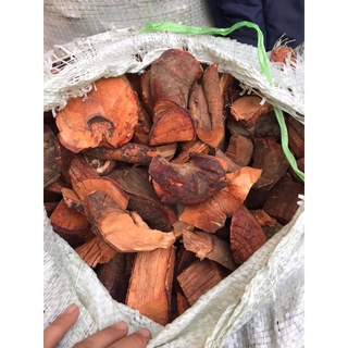 1kg rể cây mú từn - 100% rể cao cấp