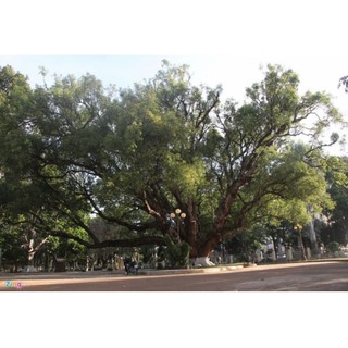 Cây Long Lão (cây bóng mát và lấy gỗ quý)