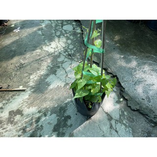 Cây hoa Tigon - cây cảnh sân vườn, cây leo giàn