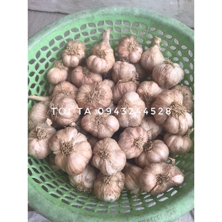 TỎI HẢI DƯƠNG