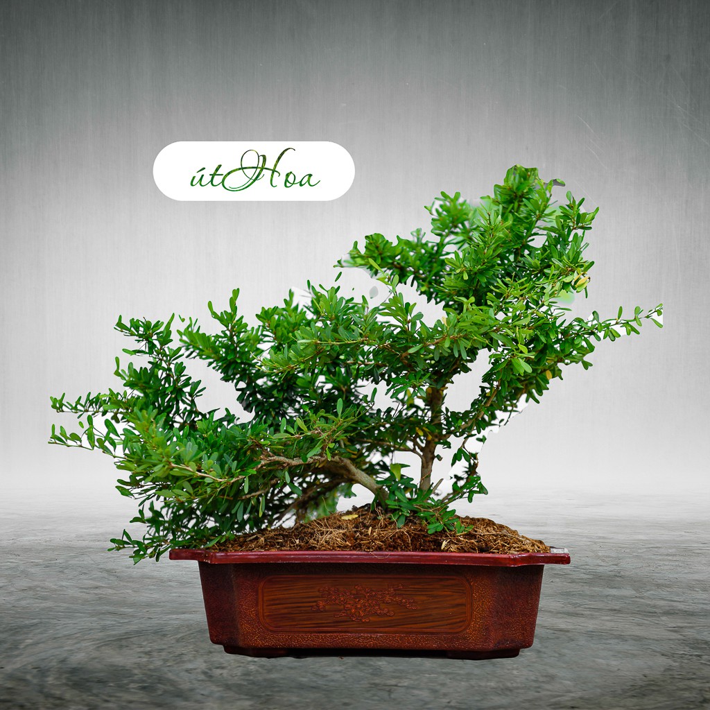 Chậu trồng kiểng Bonsai chữ nhật nhiều màu