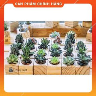 HẠT GIỐNG SEN ĐÁ MIX GÓI 20 HẠT
