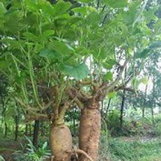 5h Hạt Giống Nhân Sâm Bố Chính