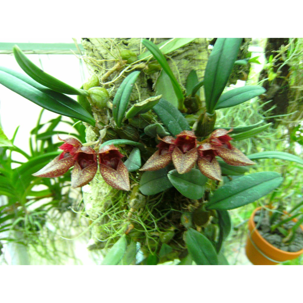 Lan Lọng Giày - Bulbophyllum frostii