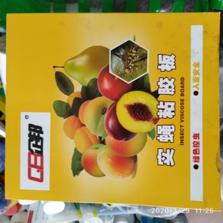 10 miếng dính ruồi vàng