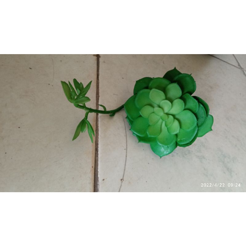 Hoa giả - Sen đá mầm hàng đẹp. đường kính 13 cm.