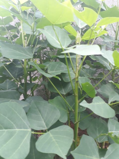 Lá Vông Tươi -Hà Nội 1kg