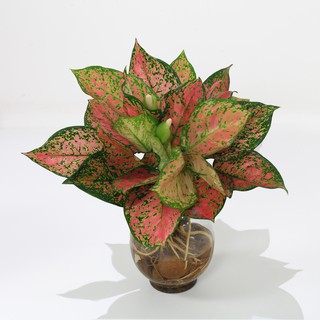 (Xanhshop22) Chậu Vạn lộc thủy sinh