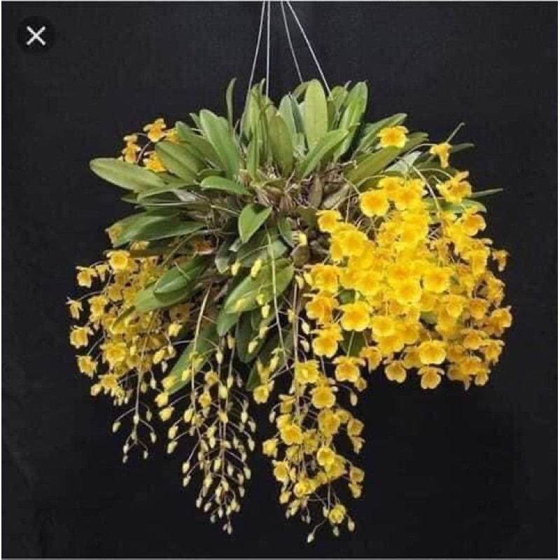 🍀HÀNG ĐẸP🍀Hoa Lan vẩy rồng đang nụ
