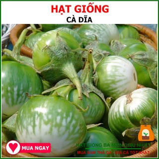 Hạt giống cà dĩa giòn, sai trái 0.5gram