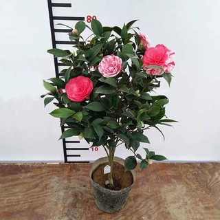 Hạt Giống Hoa Trà Mi