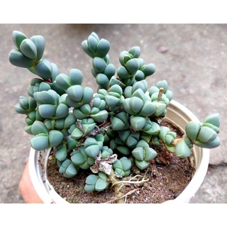 Sen đá Trái Tim - Hư 1 đổi 1- Cây cảnh trang trí- HOA ĐÁ shop