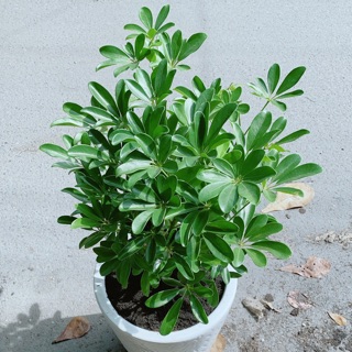 Chậu cây ngũ gia bì