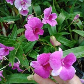 Hoa lan Denro mini ( Cây không hoa)