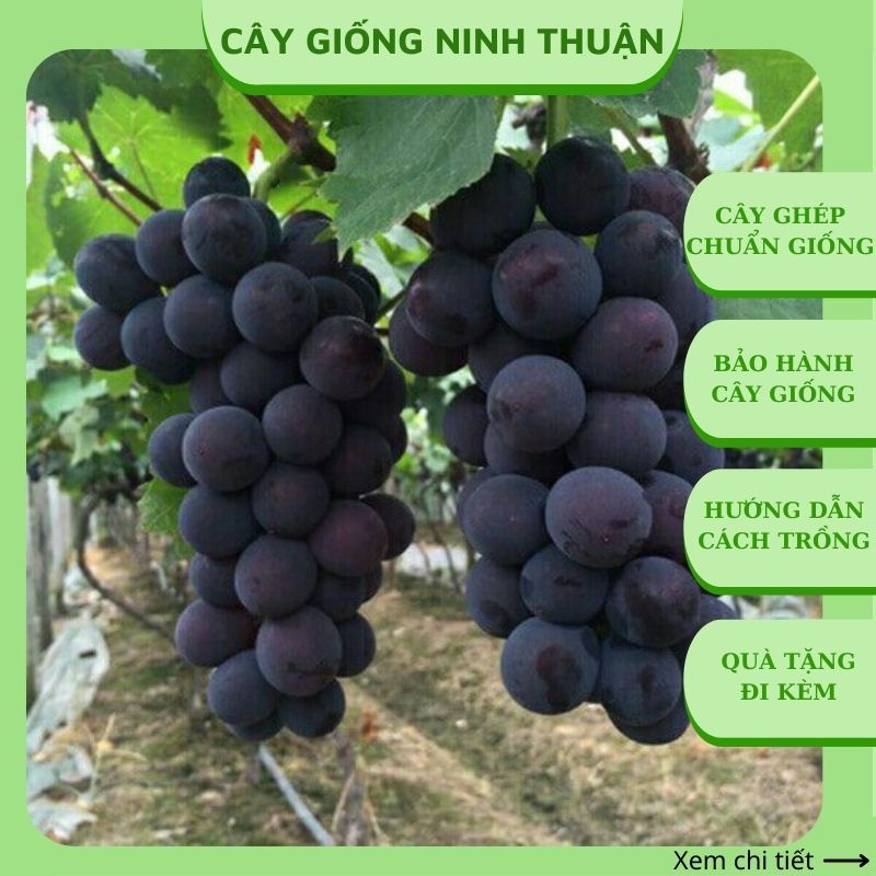 Cây nho giống Kẹo 126 Ninh Thuận trồng chậu thùng xốp leo giàn NK03