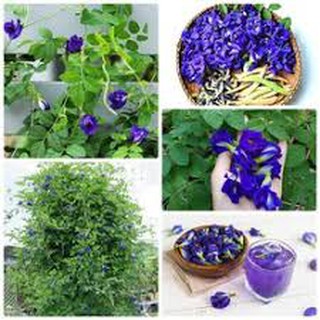 20 Hạt giống hoa đậu biếc kép