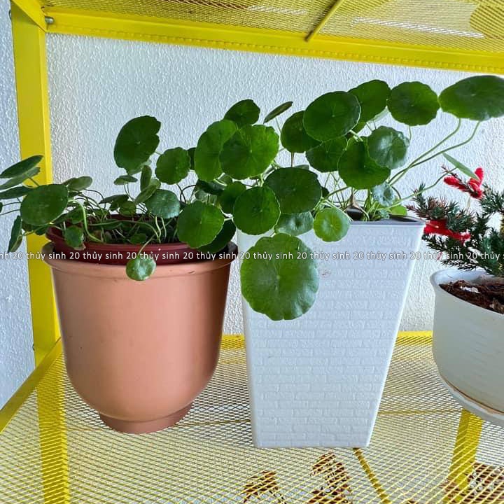 Mua Cây Sen Dù, Rau Má Thuỷ Sinh, Cỏ Đồng Tiền [chỉ ship tỉnh phía Nam ...