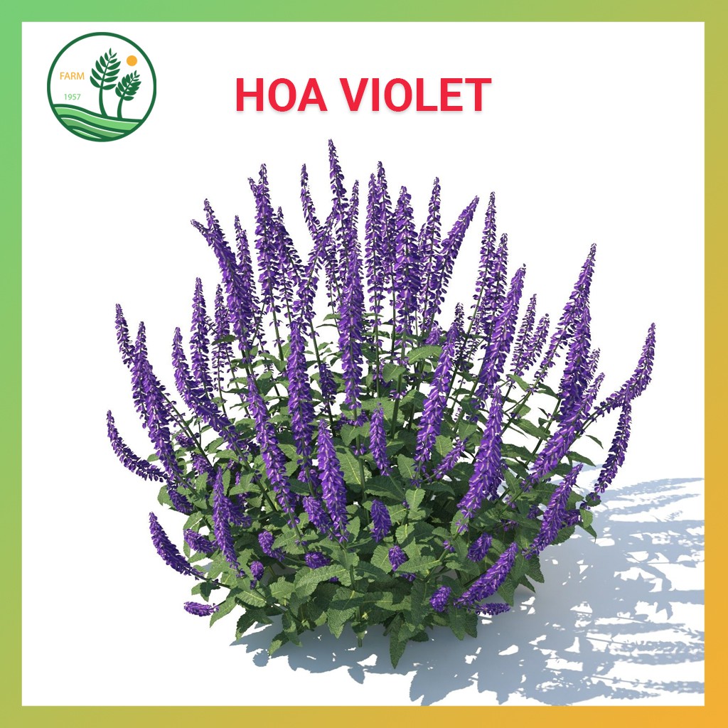 Hạt Giống Hoa Violet - 100H