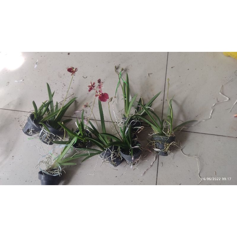 Vũ nữ bút chì giống đủ màu đang nhú nụ hoa