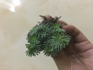 Combo sản phẩm tùy chọn