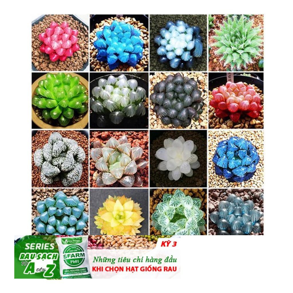 68A Hạt giống Sen đá Kim Cương