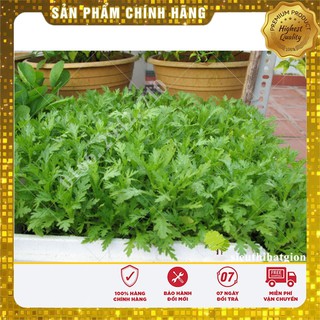 Hạt giống Cải cúc Tẻ