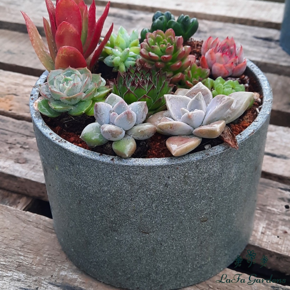 Chậu trồng sen đá LAFA GARDEN kích thước 10x13cm, chậu trồng sen đá hình trụ, chậu tái chế bảo vệ môi trường