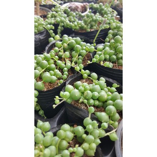 SEN ĐÁ GIỌT NƯỚC🌵SIZE6CM🌵SEN ĐÀ LAT🌵THUẤN SỨ NÓNG🌵FREESHIP🌵1 ĐỔI 1