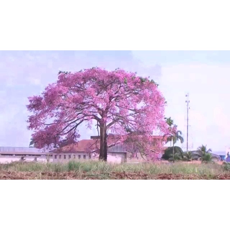 Cây giống Mỹ nhân