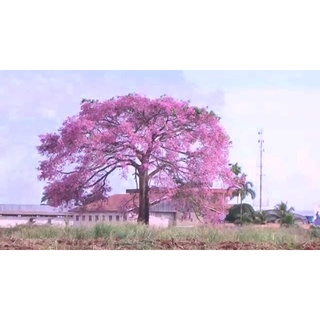 Cây giống Mỹ nhân