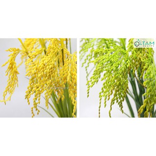 [ CAO CẤP - Y THẬT] Set 10 cành bông lúa giả trang trí 75cm
