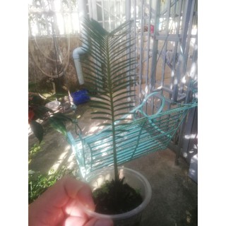 cây vạn tuế để bàn