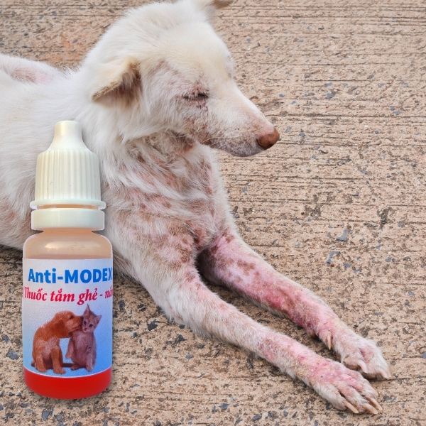 Thuốc tắm nấm, ghẻ, viêm da chó mèo Anti-MODEX chai 10ml