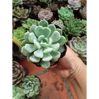 Sen đá ruby trắng