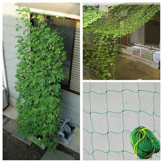 Lưới giàn leo ,lưới giàn cây( size 6x2m mắt 20x20cm sợi to)