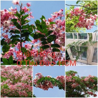 đơn hàng khách đặt (9 cây) tặng 1 cây.