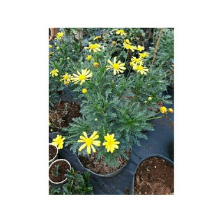 Chậu cây cúc thân gỗ loại KHÔNG HẠT, hàng hiếm, cây lâu năm dễ trồng